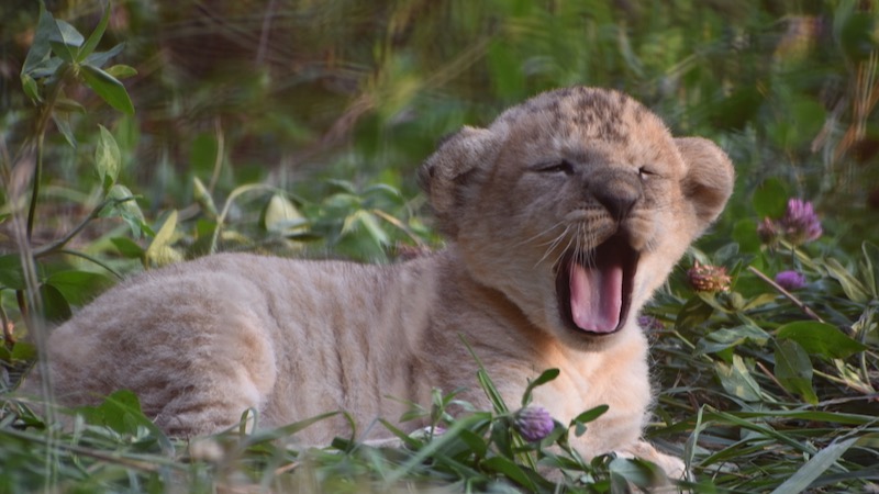Un premier bébé lion au Bioparc de Doué-la-Fontaine 